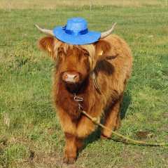 Tosia - mała elegantka