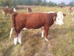 Odsadek Hereford