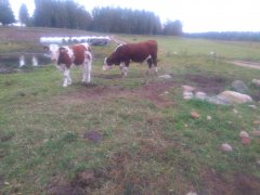 odsadek i rozpłodnik 