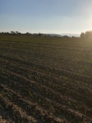 pszenica Kilimandżaro