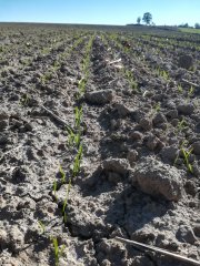 pszenica Kilimandżaro