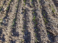 Pszenica ozima Artist - 06.10.2018