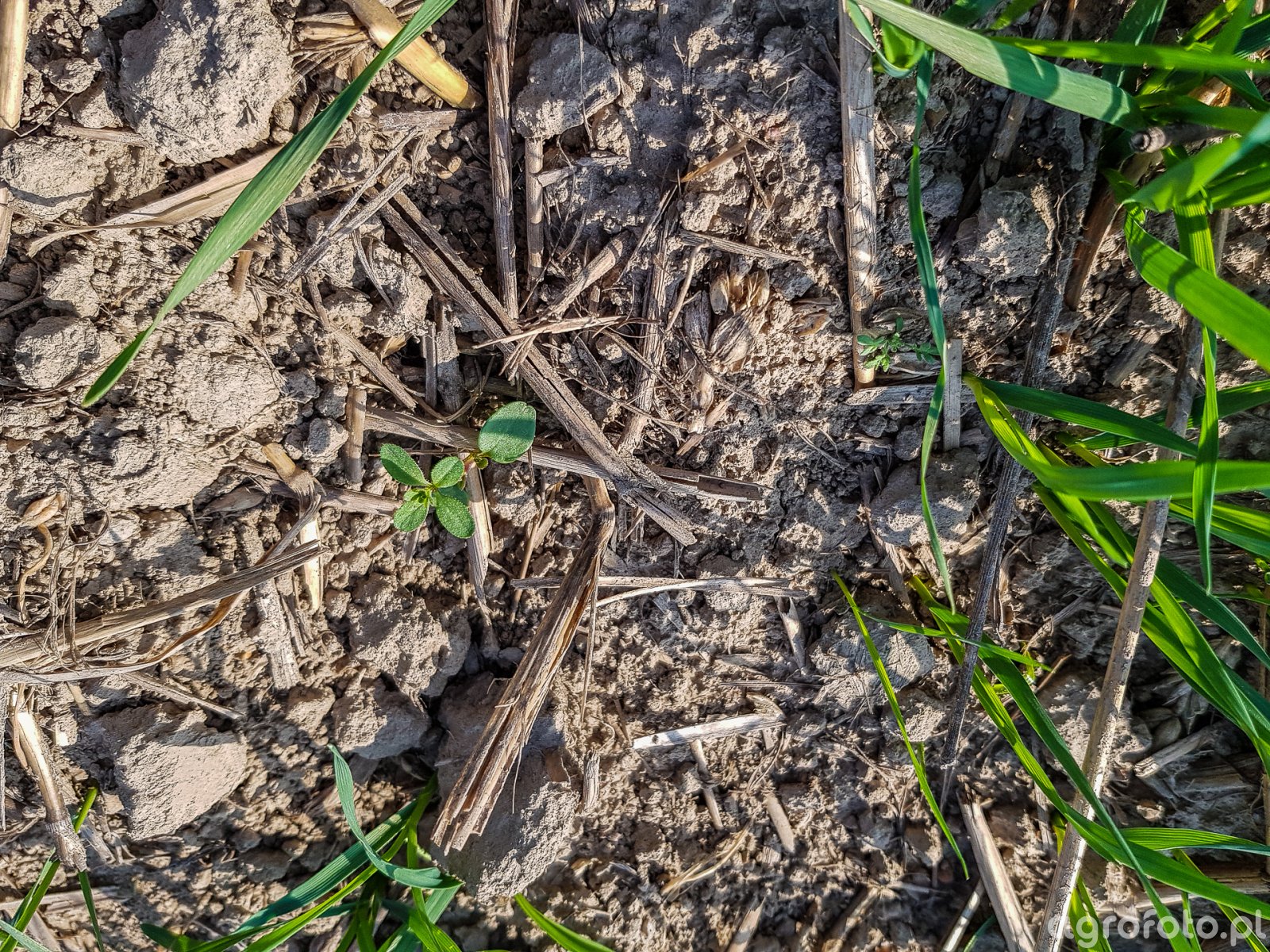 Pszenica ozima Artist - 20.10.2018 - przytulia czepna