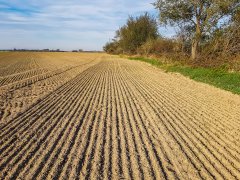 Pszenica ozima Artist i Rivero - 06.10.2018