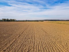 Pszenica ozima Artist i Rotax - 06.10.2018