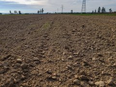 Pszenica ozima EXPO - 06.10.2018