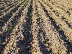 Pszenica ozima Rivero - 06.10.2018