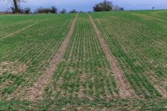 Pszenica ozima Rivero - 27.10.2018