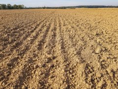 Pszenica ozima Rotax - 06.10.2018