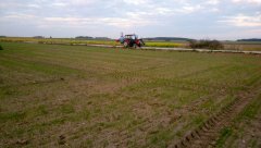 Pszenica ozima Skagen 