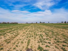 Rzepak Atora F1 - 06.10.2018