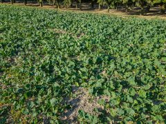 Rzepak Atora F1 - 06.10.2018