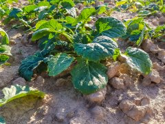 Rzepak Atora F1 - 06.10.2018