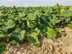 Rzepak Atora F1 - 06.10.2018