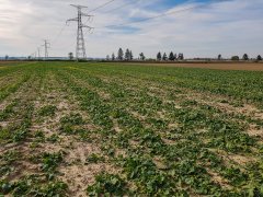 Rzepak Atora F1 - 06.10.2018