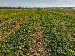 Rzepak Atora F1 - 06.10.2018