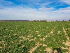 Rzepak Atora F1 - 06.10.2018