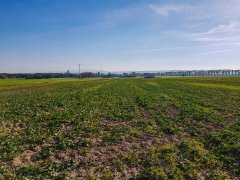 Rzepak Atora F1 - 06.10.2018