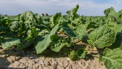 Rzepak ozimy Atora F1 - 01.10.2018