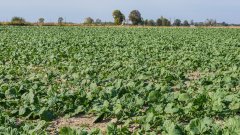 Rzepak ozimy Atora F1 - 01.10.2018