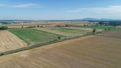 Rzepak ozimy Atora F1 - 01.10.2018