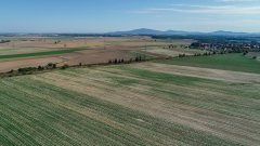 Rzepak ozimy Atora F1 - 01.10.2018