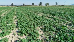 Rzepak ozimy Atora F1 - 01.10.2018