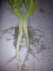 Rzepak ozimy Gordon F