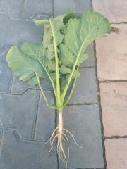 Rzepak ozimy KWS Quartz 