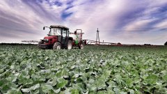 Rzepak ozimy LG ARKANSAS