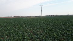 Rzepak po Strip-Till'u