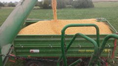 Kukurydza plon 14T/ha