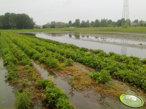 Truskawka po małej nawałnicy