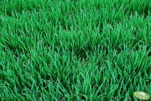 Pszenica ozima TORAS