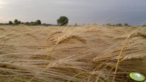 Jęczmień ozimy 26.06.2013