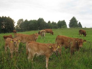 Cielaki Limousine