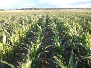 Kukurydza mieszana Lober, Smolitop i Glejt