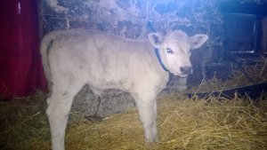 Jałóweczka Charolaise