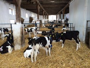 Szkolenie z przygotowania bydła do wystaw