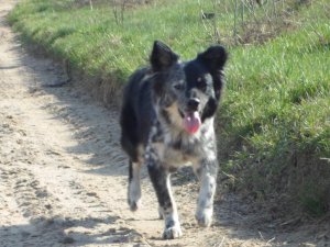Border Collie