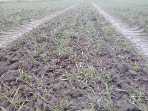 Pszenica ozima Julius 30.11.2013 R.