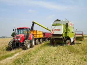 Zetor Forterra 115 + Wielton + Zasław & Claas Dominator 112 CS