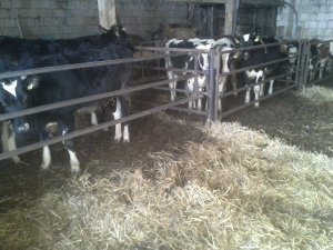 Przeróbka stodoły na obore