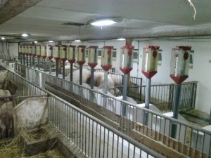 Dozowniki do paszy TIGSA