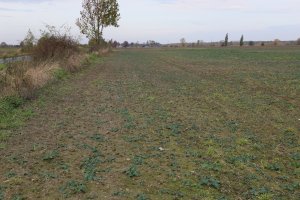 Rzepak ozimy ROHAN F1 20.10.2013