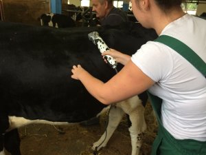 Szkolenie z przygotowania bydła do wystaw