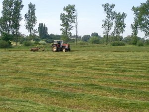Zetor 8011 i zgrabiarka 8 gwiazdowa