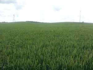 Pszenica Ozima Skagen