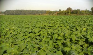 Rzepak Technic bezorkowo