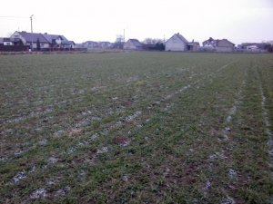 Pszenżyto Ozime Magnat